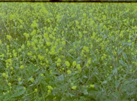 California superbloom on super 8 Stock Footage 340559587
