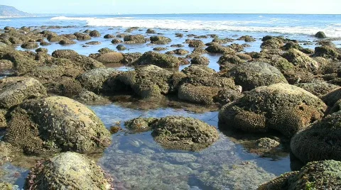 California Tide Pools Stockbeeldmateriaal 576506