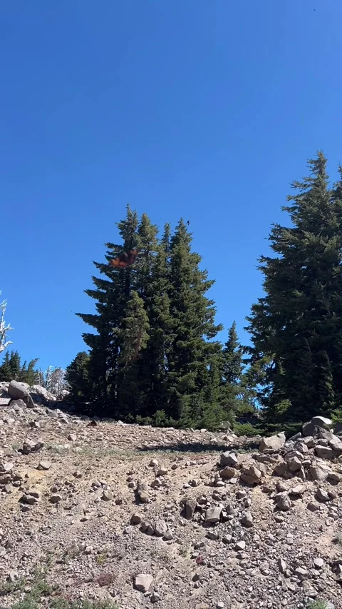 California Tortoiseshell Mass Migration at Bumpass Hell 스톡 동영상 343786252
