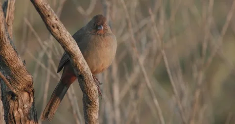 California Towhee Bird Perched on Stock Video Pond5