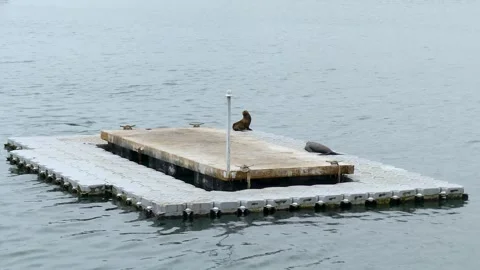 California  A view of a floating dock with two female sealions on it and a t Stock Footage 245463762