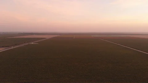 California Vineyard Stock Footage 129361460