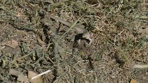 California Whiptail Lizard Stock Footage 160307620