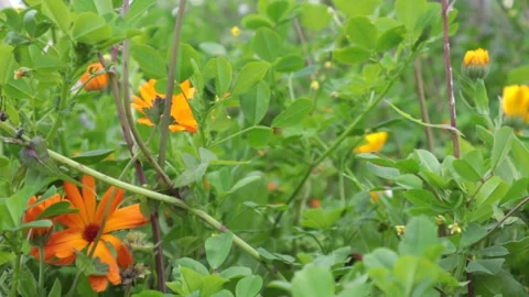 California Wild Flowers Stock Footage 237112232