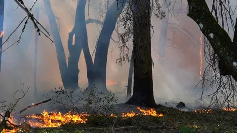 California Wildfire Stock Footage 125912962