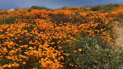 California Wildflower Poppy Stock Footage
