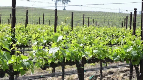 California Wine Vineyard in the Spring Stock Footage 22958086