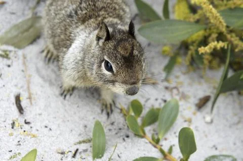 Californian ground squirrel close up Stock Photos