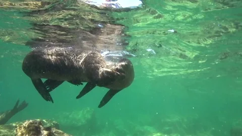 Californian sea lions (Zalophus californianus) are playing with with divers Stock Footage