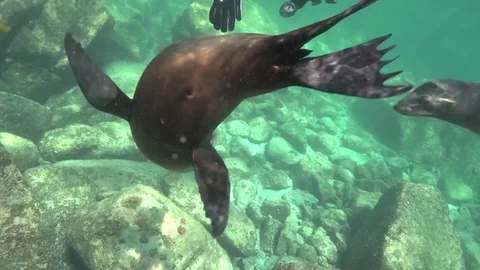 Californian sea lions (Zalophus californianus) are playing with with divers Stock Footage