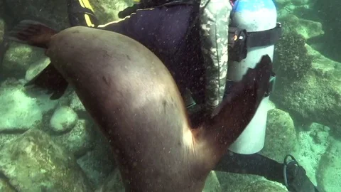 Californian sea lions (Zalophus californianus) are playing with with divers Stock Footage