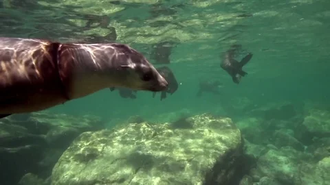 Californian sea lions (Zalophus californianus) are playing with with divers Stock Footage