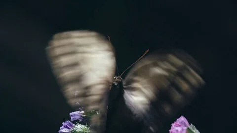 Caligo Memnon Butterfly Flapping Wings Stock Footage 73699131