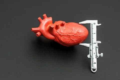 Caliper Tool Measuring Heart Model Highlighting Anatomical Structures 스톡 사진