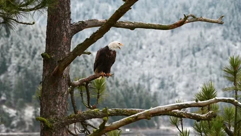 Call of a Bald Eagle in Coeur d'Alene, ID Stock Footage 148610020