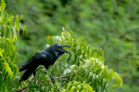 A call from Black Crow Stock Photos