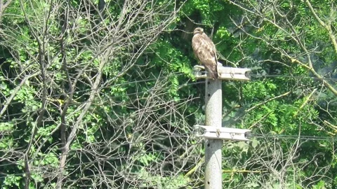 Call of the Buzzard Stock Footage 94757176