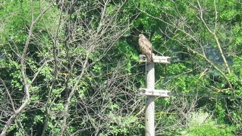 Call of the Buzzard Stock Footage 94757794