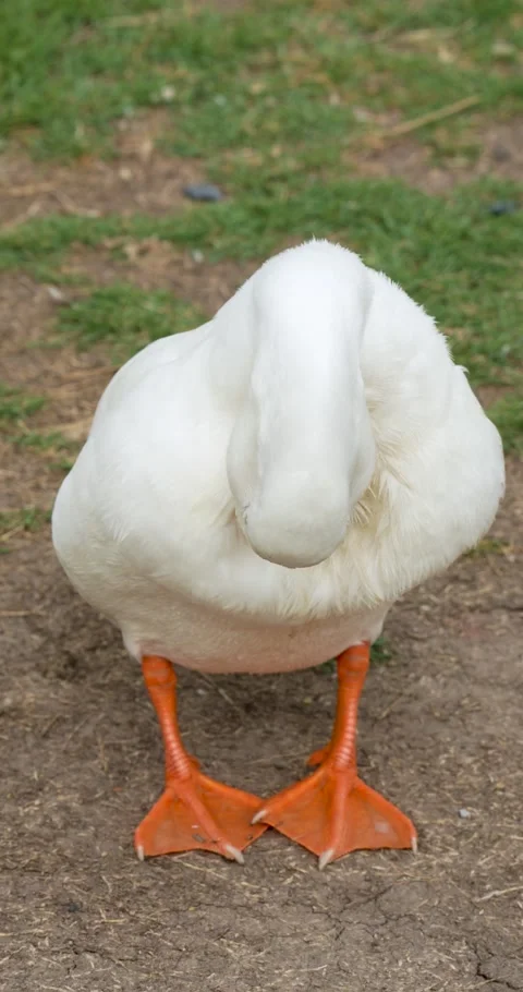 The Call Duck cleaning feathers. Video stock 287916374