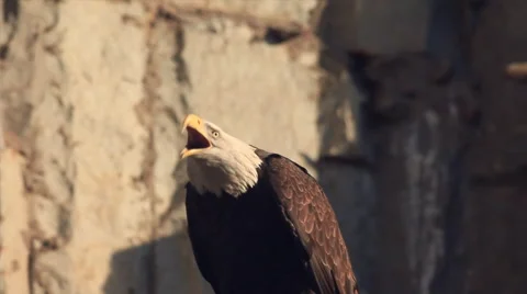 Call of expressive bald eagle close up, sitting on rocky background. Stock Footage 46463757