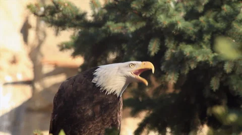 Call of expressive bald eagle, haliaeetus leucocephalus, on fir background. Stock Footage 46464052