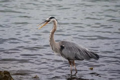 Call of the large bird of the pond. Stock Photos
