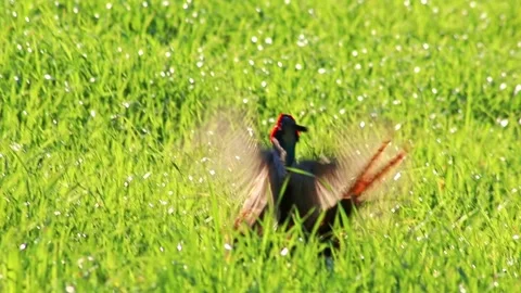 Call of pheasant in meadow in mating season in meadow with red head Stock Footage 332407008