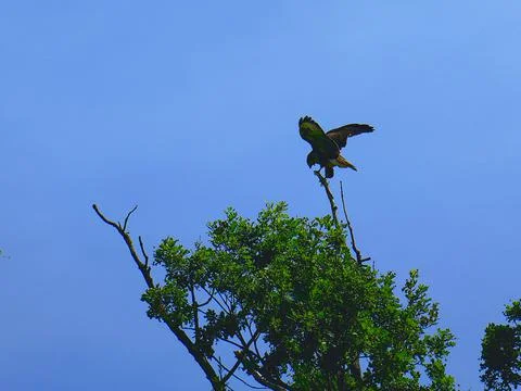 A CALL OF WARNING Stock Photos