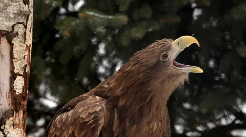 Call of white-tailed sea eagle or erne, crying on forest background close up. Stock Footage 47191061