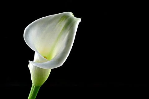Calla with black background, vertical, upright - Zantedeschia aethiopica - .. Stock Photos