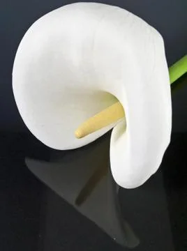 Calla-Blüte Stock Photos