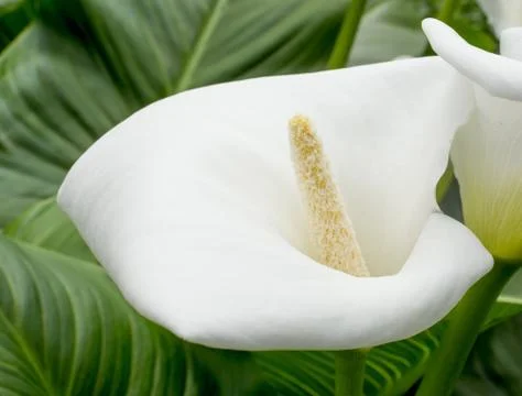 Calla closeup Stock Photos