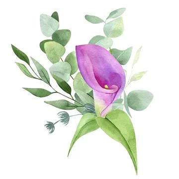 Calla flower and eucalyptus composition isolated on white background. Waterco Stock Illustration