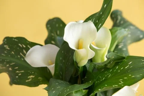 Calla flower in a green flower pot on a yellow background .Modern style.top view Stock Photos