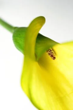 Calla flower I 스톡 사진