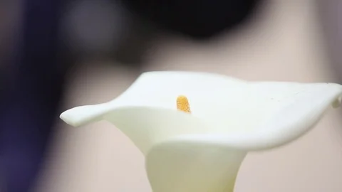 Calla Flower isolated depth of field. Flower Bud, White Flower, Elegant Flower, Stock Footage 73867191