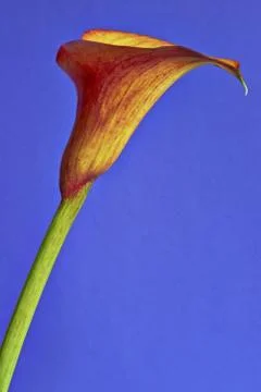 Calla flower Stock Photos