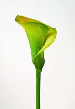 Calla flower 스톡 사진