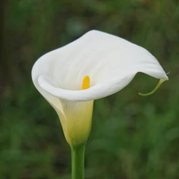 The calla flower Stock Photos
