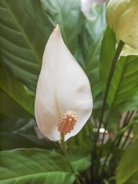 Calla flower Stock Photos