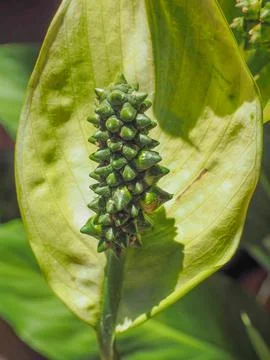 Calla flower Fotos Stock