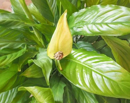 Calla flower Stock-Fotos