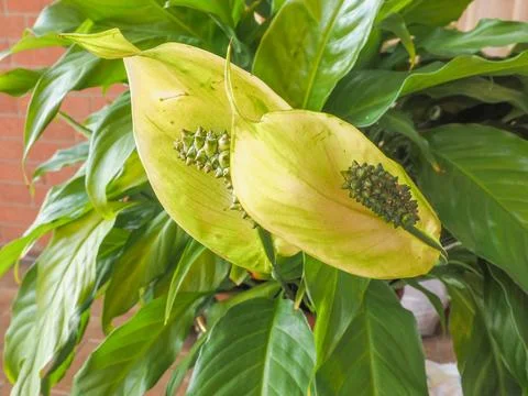 Calla flower Stock Photos