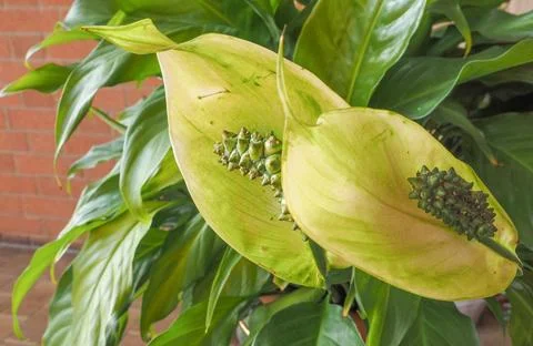 Calla flower Stock Photos