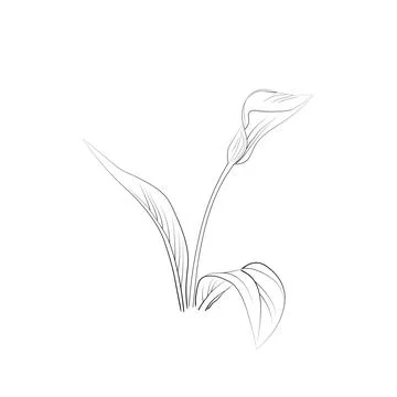 Calla flower vector art, elements summer collection, hand-painted wall decor Stock Illustration