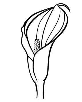 Calla flower - vector line art picture for coloring book, logo or pictogram. Illustrazione stock