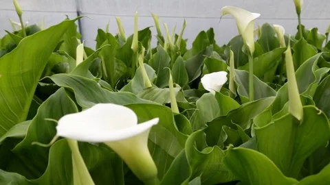 Calla flowers in greenhouse Stock Footage 76180860