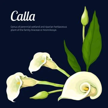 Calla. Illustrazione stock