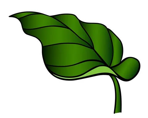 Calla leaf, tropical plant - vector full color picture. Succulent tropical leaf Stock Illustration