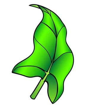 Calla leaf, tropical plant - vector full color picture. Succulent tropical leaf Stock Illustration